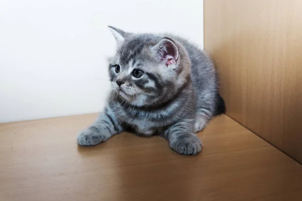 Un poco británico crianza gatito — Foto de Stock