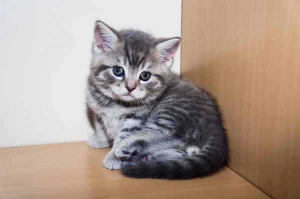Маленький котенок британской породы — стоковое фото