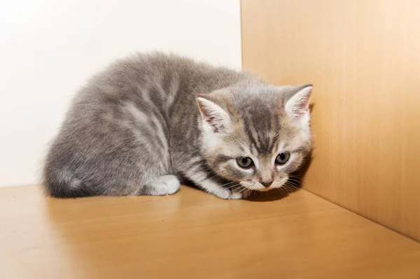 Küçük bir İngiliz yavru kedi doğurmak — Stok fotoğraf