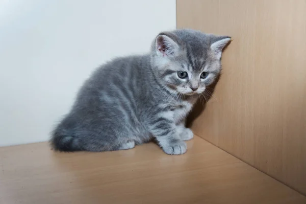 A little British breed kitten — Stock Photo, Image