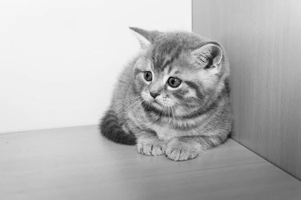 A little British breed kitten — Stock Photo, Image