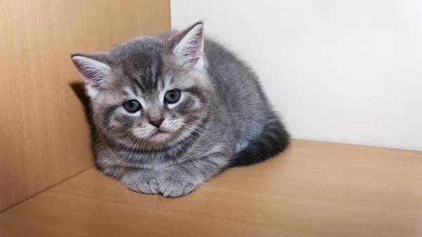 Un poco británico crianza gatito —  Fotos de Stock