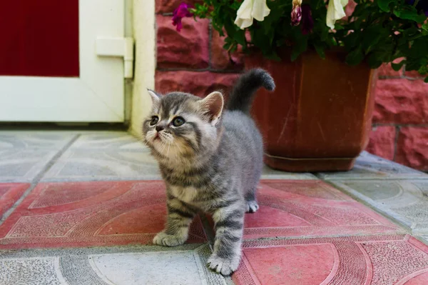 Küçük bir İngiliz yavru kedi doğurmak — Stok fotoğraf