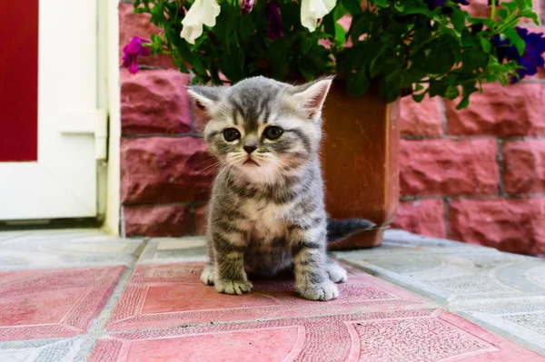 Um pequeno gatinho da raça britânica — Fotografia de Stock