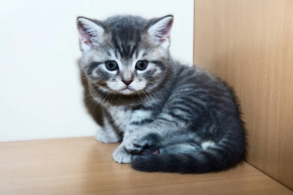 Um pequeno gatinho da raça britânica — Fotografia de Stock