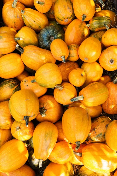Vintage Yellow Pumpkins for Halloween — Stock Photo, Image