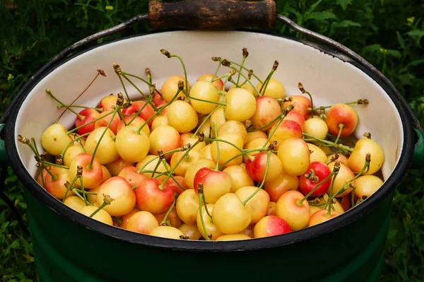 As cerejas amarelas saborosas alcançaram o balde — Fotografia de Stock