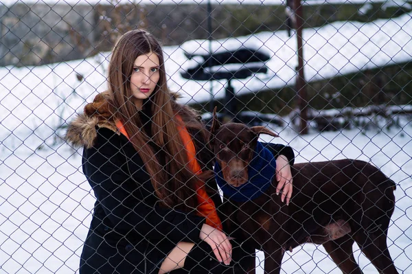 A young girl went to Doberman's old dog in a cage. Winter in cold weather. — Stock Photo, Image