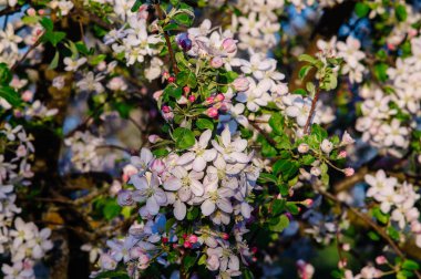 İlkbaharda çiçek elma