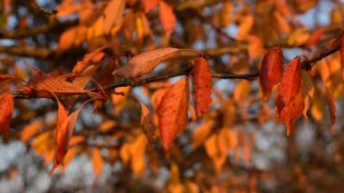 Sarı sonbahar yaprakları.