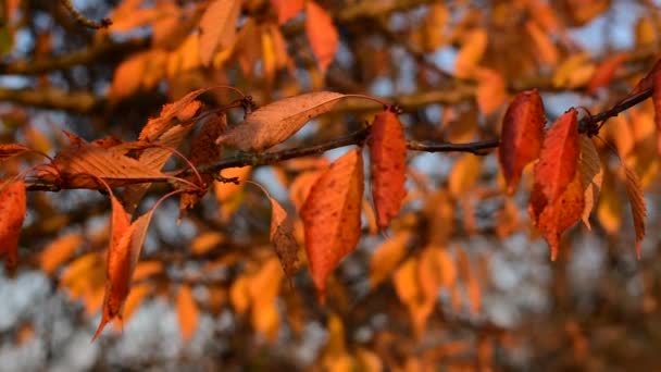 Feuilles d'automne jaunes.