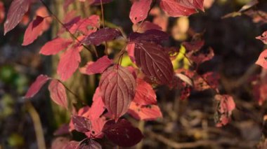 Sarı sonbahar yaprakları.