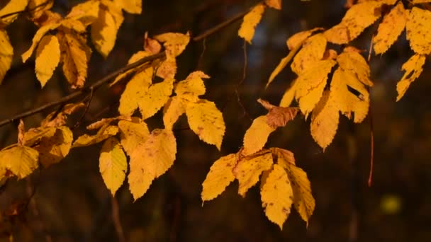 Feuilles jaunes d'automne . — Video