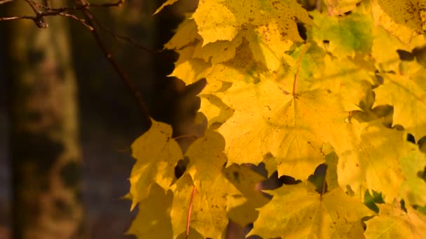 Herbstgelbe Blätter. — Stockvideo