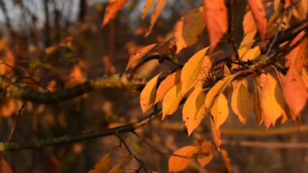 Herbstgelbe Blätter. — Stockvideo