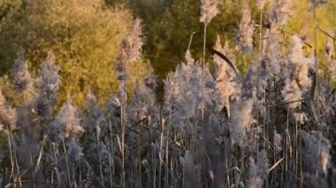 Sarı Reed tökezliyor.