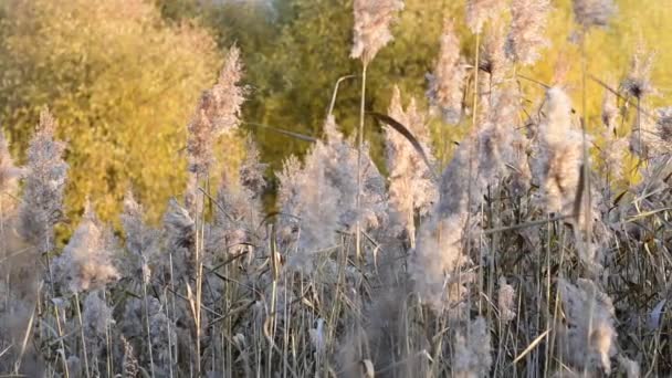 Yellow Reed shakes op een twist. — Stockvideo