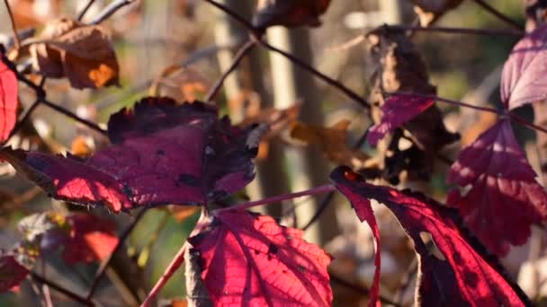 Herfst Ivy wendingen op het net. — Stockvideo