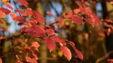 Sonbahar kırmızı yaprakları. Sonbahar yılın zamanıdır..