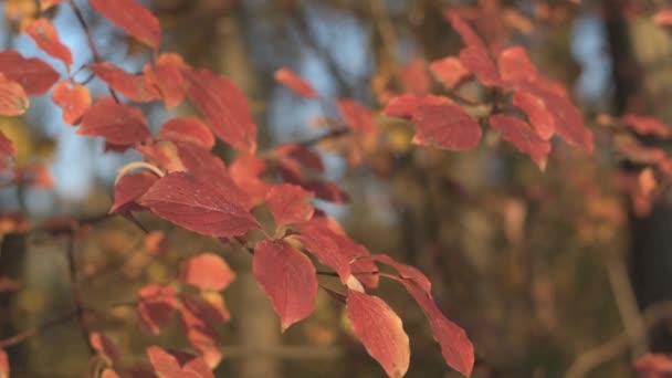 Feuilles rouges d'automne. L'automne est la période de l'année .
