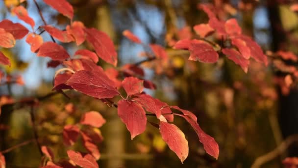 Feuilles rouges d'automne. L'automne est la période de l'année .