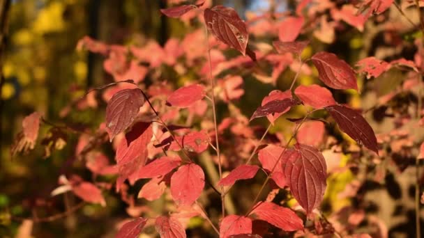 Feuilles rouges d'automne. L'automne est la période de l'année . — Video