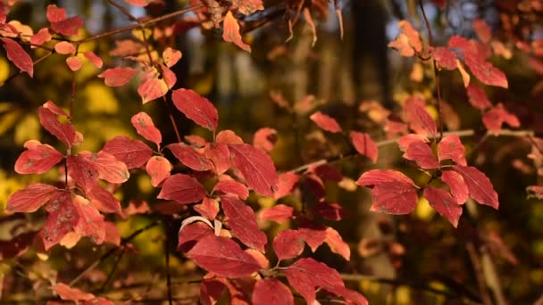 Feuilles rouges d'automne. L'automne est la période de l'année .
