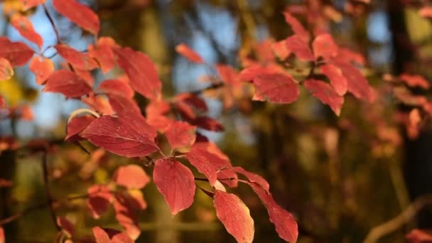 Hojas rojas otoñales. El otoño es la época del año . — Vídeo de stock