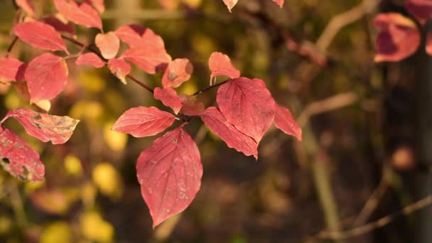 Herfst rode bladeren. Herfst is de tijd van het jaar. — Stockvideo