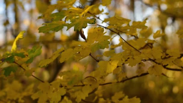 Herbstgelbe Blätter — Stockvideo