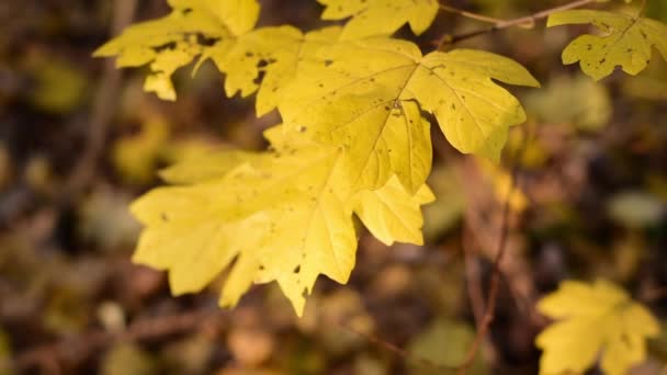 Foglie giallo autunno — Video Stock
