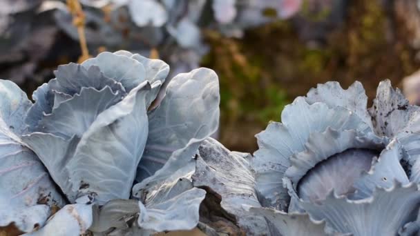 Cabbage grows on the field. Blue cabbage. — Stock Video