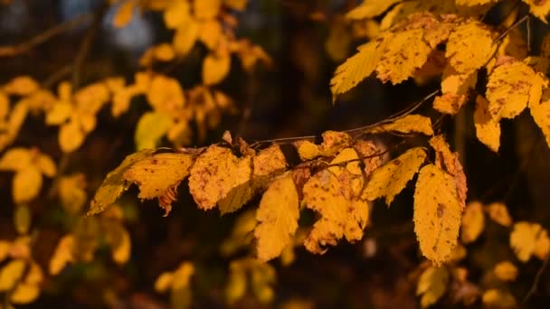 Folhas de outono amarelas. — Vídeo de Stock