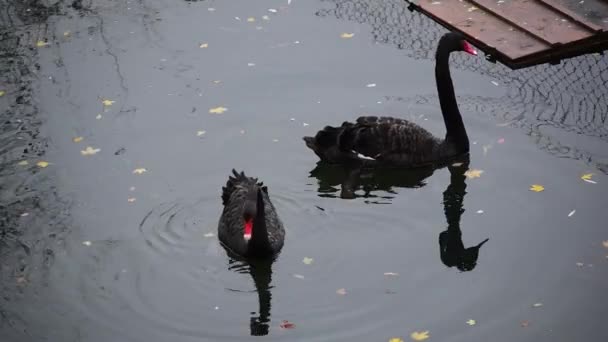 Black swans float on the water. Ukraine Kamenets-Podilskyi — Stock Video