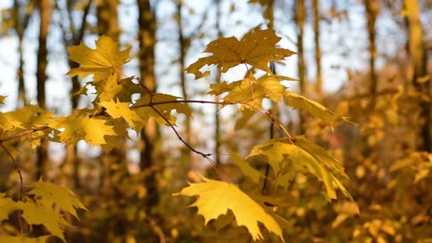 Hojas amarillas de otoño muy hermosas . — Vídeo de stock