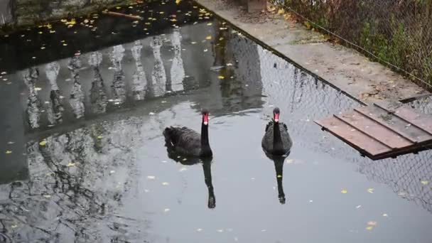 I cigni neri galleggiano sull'acqua. Ucraina Kamenets-Podilskyi — Video Stock