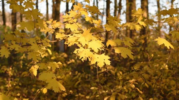 Sehr schöne herbstgelbe Blätter. — Stockvideo