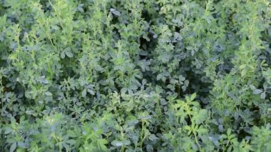 Yonca bir çiftlik alanında yetişir.