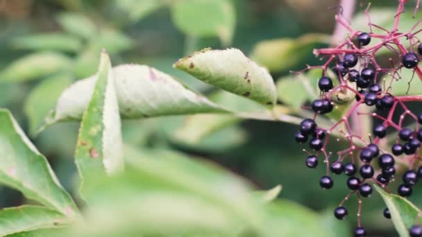 Reife schwarze Holunderbeeren hängen an Sträuchern. — Stockvideo