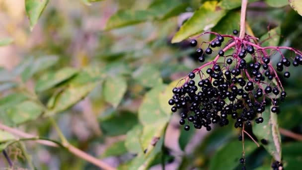 Ripe black elderberries hang on bushes. — Stock Video