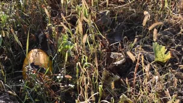 Gelbe Kürbisse reifen im herbstlichen Feld. — Stockvideo