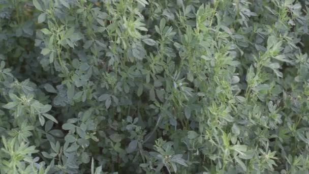 Alfalfa roste na poli farmy. — Stock video