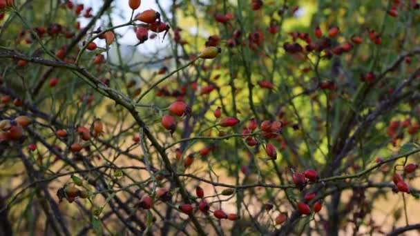 Rosehips mûrissent sur les arbustes . — Video