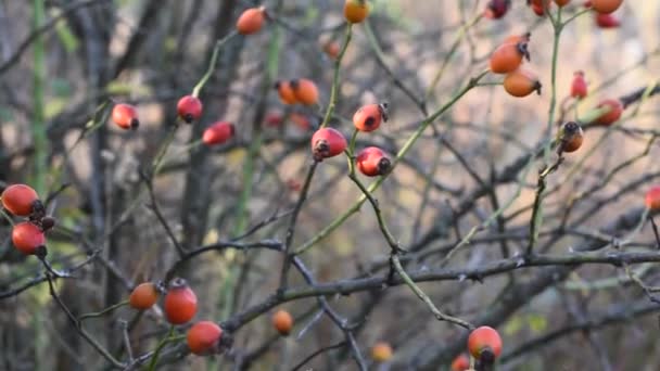 Rosa mosqueta madura en los arbustos . — Vídeos de Stock