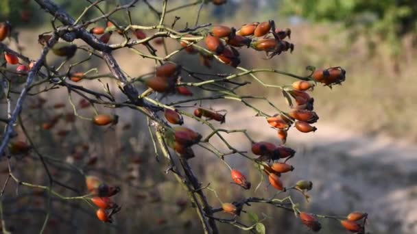 Rozenbottels rijpen op struiken. — Stockvideo