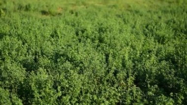 Yonca bir çiftlik alanında yetişir.