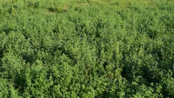 Alfalfa grows on a farm field. — Stock Video