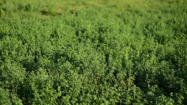 Alfafa cresce em um campo de fazenda . — Vídeo de Stock