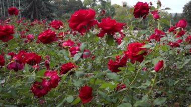 Çiçek buketi açan güller, yeşil gül yaprakları.