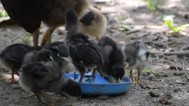 Küçük tavuklar kırbaçla birlikte besleyiciden yemek yerler.. — Stok video